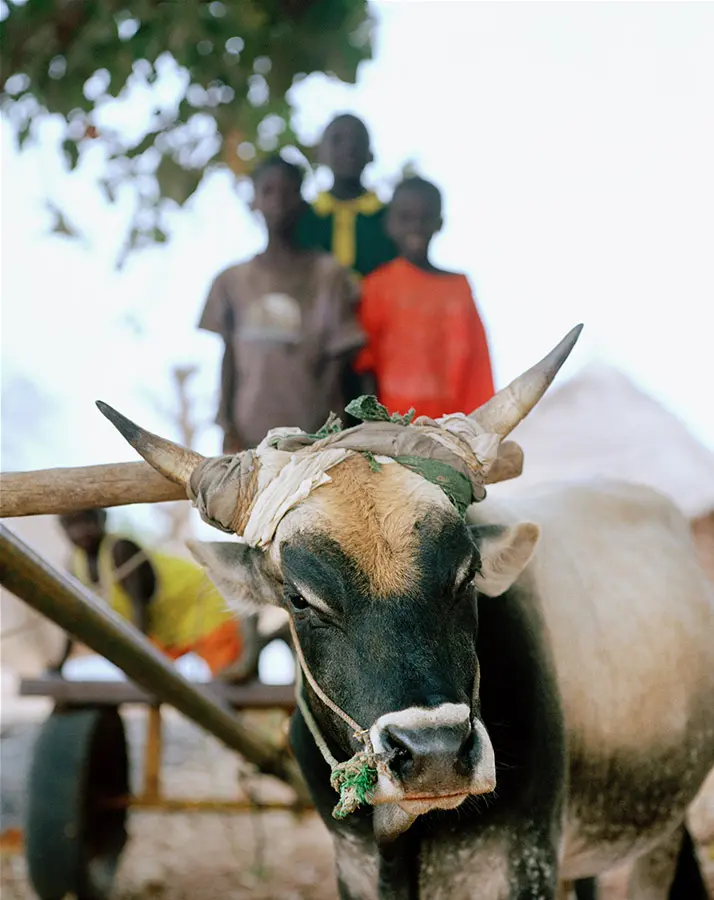 Africa Cow Boys photography